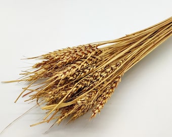 20/40 pcs Gold Dried Wheat | Dried Wheat Bunch | Gold Dried Flowers | Rustic Flower | Gold Wedding Decor | Centerpiece | Christmas Decor DIY