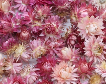 50/100/200 Fleurs de paille rose clair séchées | Hélichryse | Décor de mariage rose | Confettis de fleurs séchées | Pot-pourri | Fleurs séchées nuances roses