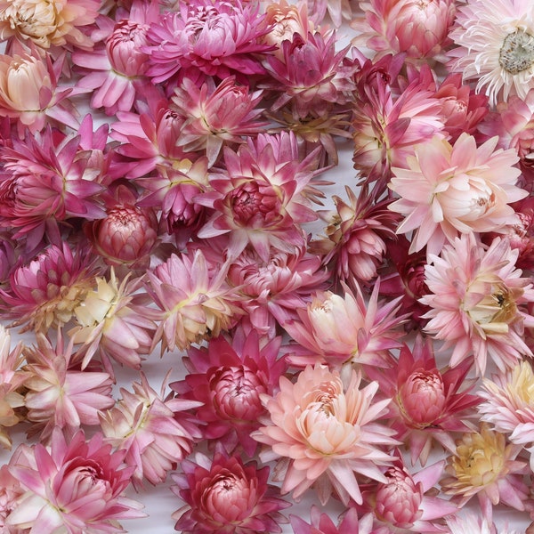 50/100/200 getrocknete hellrosa Strohblumen | Helichrysum | Rosa Hochzeitsdekoration | Getrocknetes Blumenkonfetti | Potpourri | Getrocknete Blumen in Rosatönen