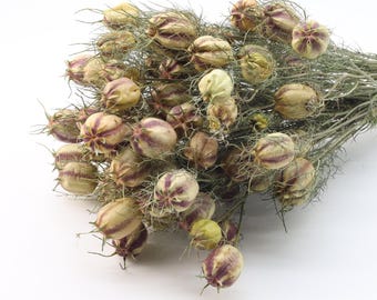 Dried Nigella Bunch 60grams | Dried Natural Orientalis | Rustic Wedding Grass | Dried Flowers for Crafts |Flowers For Vase | Love in a Mist