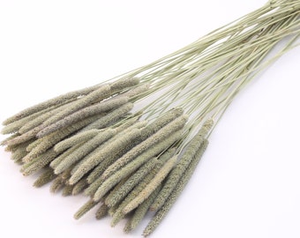 Dried Timothy Grass | Natural Dried Phleum Bundle | Dried Grass Bunch | Timothy Stems | Rustic Wedding | Gift Ideas | Dried Meadow Grass