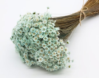 Glixia seca verde menta | Flores de estrellas | Mini Flores Glixia | Flores secas de color turquesa claro | Flores de boda azules | Fabricación de joyas