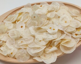 100/200 pcs Lunaria Annua Leaves | Small Dried Flowers | White Wedding Flowers | MoneyPlant | Dried Lunaria Biennis | Silver Dollar Plant