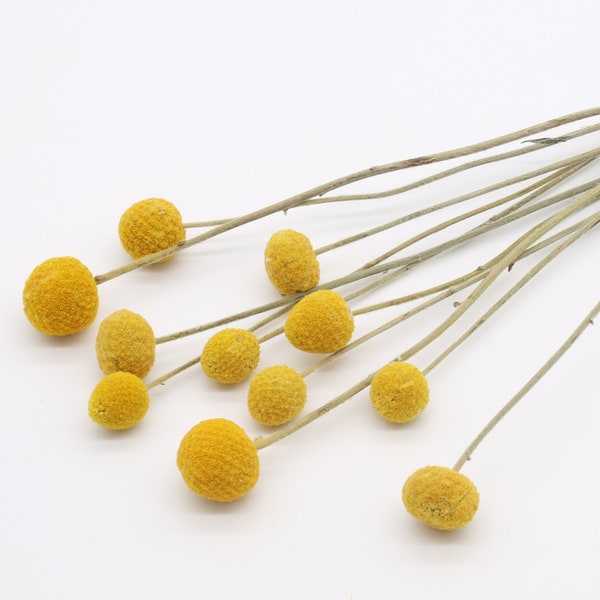 Yellow Dried Craspedia - 10/20 pcs | Mustard Billy Balls | Yellow Decor | Dried Flowers Bouquet | Vase Filler | Billy Buttons | Woolly Heads
