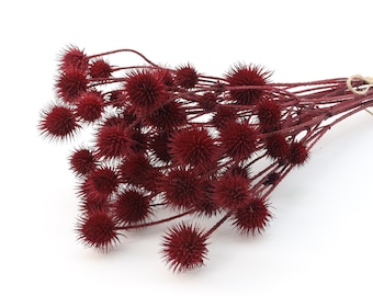 Dark Red Dried Globe Thistle | Red Dried Dipsacus | Teasel Bunch | Red Vase Filler | Red Decor | Red Wedding | Red Christmas | Home Gift