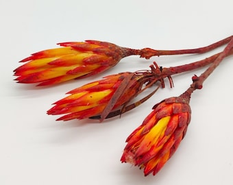 Dried Protea Repens | Orange Red Protea Flower | Orange Flowers | Fall Decor | African Flower | Natural Dried Flower | Dried Protea Pendula