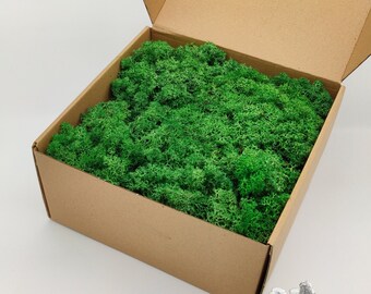 Grass Green Norwegian Reindeer Moss | Forest Decor | Woodland Wedding | Wall Art | Table Centerpiece | Floral Arrangements | Display Filler