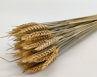 40 pcs Natural Wheat | Dried Wheat Bunch | Dried Grass Bouquet | Rustic Decor | Dried Triticale | Preserved Flowers | Dried Arrangements