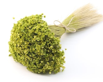 Olive Green Dried Glixia | Dried Star Flowers | Mini Glixia | Dried Bouquet | Wedding Decor | Green Tiny Dried Flowers | Dried Comanthera