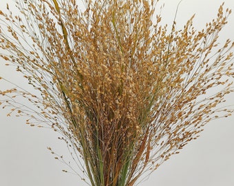 12 pcs Dried Panicum Grass  | Wild Dried Grass Bundle | Natural Decor | Floral Arrangement | Dried Millet Bunch | Dried Flowers for Wedding