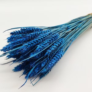 Blue Dried Wheat, Dried Flowers