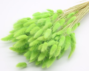 Light Green Dried Lagurus | Lime Green Bunny Tails Bunch | Green Dried Bouquet | Spring Decor | Florals for Vase | Dried Foliage | Wedding
