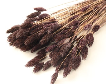 80 pcs Brown Dried Phalaris | Dried Grass Bouquet | Chocolate Brown Canary Grass | Fall Wedding Decor | Floral Arrangement | Vase Filler