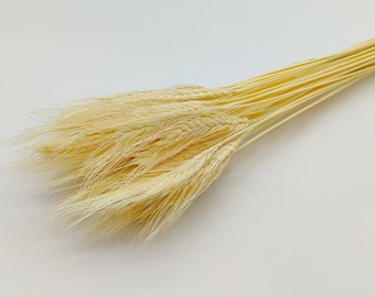 20/40pcs Dried White Wheat | Dried Bleached Triticale Bunch | Dried Flower Bouquet | Rustic Wedding Decor | Vase Filler | Flowers for Crafts
