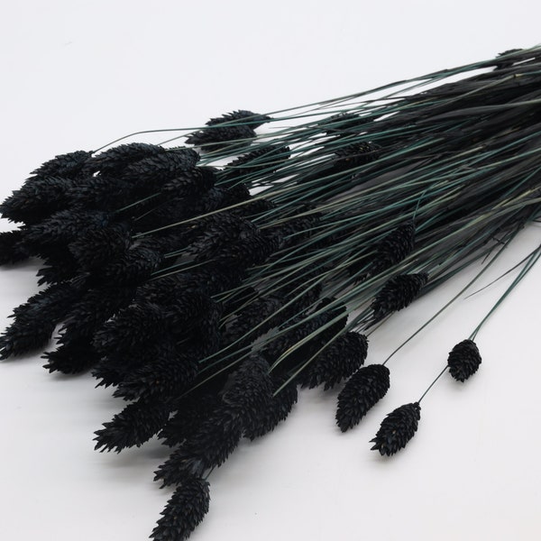 Black Dried Flowers Etsy