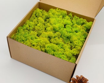 Spring Green Norwegian Reindeer Moss | Woodland Wedding | Green Wall | Centerpiece | Moss for Crafts | New Home Gifts | Greenery Decoration