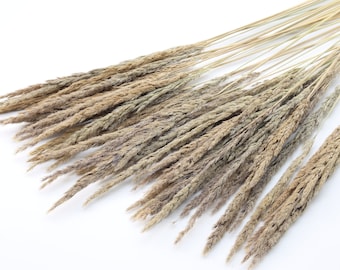 45 pcs Dried Pampas Bunch | Natural Dried Pampas Grass | Natural Flower Arrangement | Boho Wedding | Wildflower | Gift Idea | Fall Decor