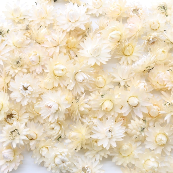 50/100/200 Dried White Strawflowers | Helichrysum | White Flowers | Wedding Table Decor | Flower Confetti | Wreath Supply | Baby Shower