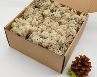 Norwegian Reindeer Moss in Natural Color | White Preserved Moss | Table Decor | Moss Wall Art | Norway Forest Moss | Flower Arrangements