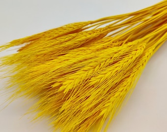 Yellow Dried Wheat | Yellow Dried Grass | Rustic Wedding | Dried Wheat | DIY Yellow Decor | Fall Season | Vase Filler | Dried Grains Bunch