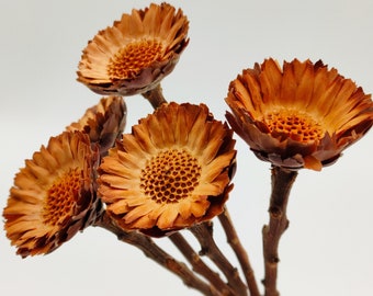 Dried Protea Rosette | Natural Dried Flowers | Protea Compacta Branches | Fall Decor | African Flower | Brown Vase Filler | Wedding Flowers