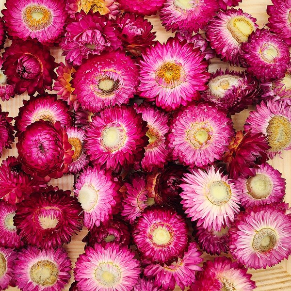 Purple Dried Flower Etsy