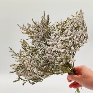 May include: A bouquet of dried white flowers with small blossoms and green stems. The flowers are held in a hand against a white background. The flowers have a delicate, airy appearance.