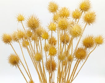 Dried Teasel Bunch | Dried Bleached Grass | Beige Dried Dipsacus Pilosus | Cream Thistle Bouquet | Rustic Wedding | Fall Decor | Vase Filler