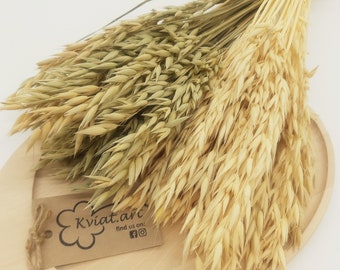 Dried Oat | Natural Dried Oat Bunch | White Oat | Country Wedding Decor | Dried Grains Bunch | Dried Flowers Bouquet | Avena Bloom Bleached
