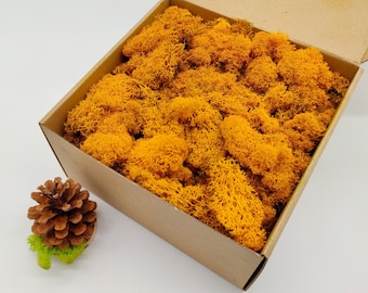 Dark Yellow Reindeer Moss | Preserved Reindeer Lichen | Forest Moss | Fall Wedding | DIY Floral Projects | Autumn Wreath | Yellow Wall Decor