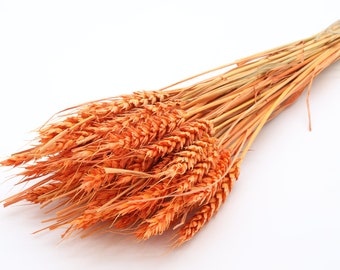 20/40 pcs Orange Dried Wheat | DIY Fall Decor | Dried Wheat Bunch | Centerpieces | Orange Dried Flowers | Fall Wedding Flowers | Fall Season