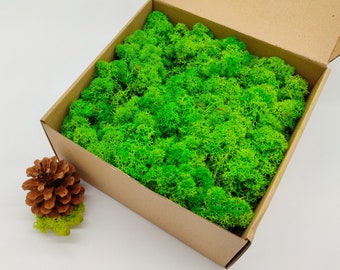 Norwegian Reindeer Moss in Light Grass Green Color | Rustic Wedding | Easter | Christmas | Green Wall Art | Green Box Filler | Norway Moss