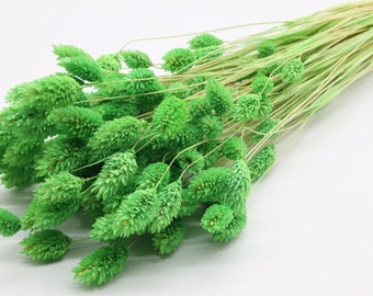 80 pcs Apple Green Dried Phalaris | Light Green Dried Canary Grass | Dried Flowers Bouquet | Dried Floral Arrangement | Home Wedding Decor