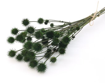 Dark Green Dried Globe Thistle | Green Dried Teasel Bunch | Unique Home Gift | Dried Flower Arrangement | Green Wedding Decoration | Xmas