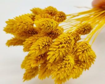 Phalaris séchés jaunes | Herbe des Canaries séchée jaune | Bouquet d'herbe séchée | Bouquet de fleurs jaunes | Arrangement floral jaune | Décor de mariage