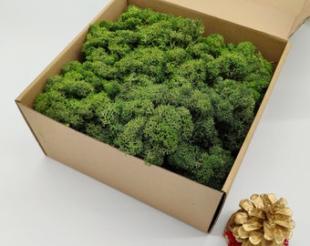 Bottle Green Norwegian Reindeer Moss | Rustic Decor | Woodland Wedding | Moss Wall Art | Table Centerpiece | Natural Home Decor | Christmas