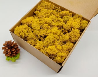 Yellow Reindeer Moss | Preserved Lichen | Home Table Decor | Fall Wedding | DIY Moss Projects | Autumn Wreath | Gift Ideas | WallGarden