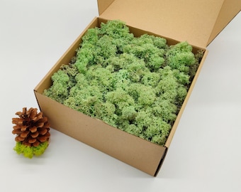 Mint Green Norwegian Reindeer Moss | Rustic Wedding | Moss Frame | Easter Table Decor | Green Wall Art | Moss for Bowl | Norway Forest Moss