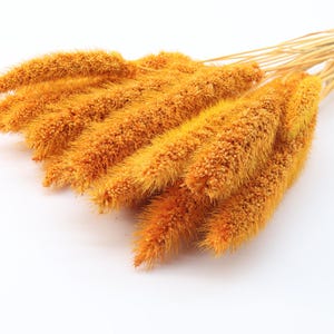 20 pcs Orange Dried Setaria | Orange Dried Flowers | Foxtail Millet | Dried Wild Grass | Fall Home Decor | Dried Bouquet | Wedding Flowers