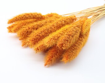 20 pcs Orange Dried Setaria | Orange Dried Flowers | Foxtail Millet | Dried Wild Grass | Fall Home Decor | Dried Bouquet | Wedding Flowers