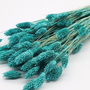 80 Phalaris séchés turquoise | Herbe des Canaries séchée | Bouquet d&#39;herbe séchée | Bouquet de fleurs bleues | Fleurs de mariage | Décoration d&#39;intérieur | Idées cadeaux