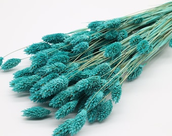 80 pcs Turquoise Dried Phalaris | Dried Canary Grass | Dried Grass Bunch | Blue Flowers Bouquet | Wedding Flowers | Home Decor | Gift Ideas