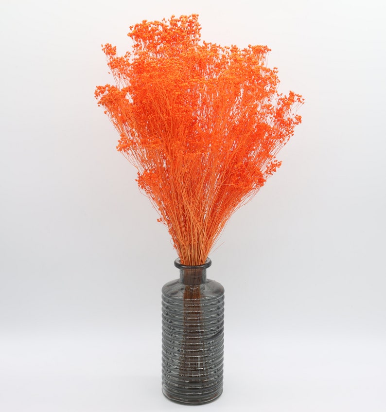 Orange Broom Bloom Dried Grass Orange Bouquet Filler Etsy