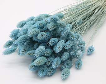 80 pcs Light Blue Dried Phalaris | Blue Canary Grass | Dried Flower Bunch | Blue Flowers for Wedding | Blue Bouquet | Christmas Winter Decor