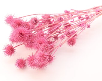 Pink Dried Globe Thistle | Dried Dipsacus Pilosus | Dried Teasel Bouquet | Pink Decor | New Home Gift | Pink Flowers for Wedding | Rustic