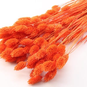 Orange Dried Phalaris | Orange Dried Canary Grass | Dried Grass Bunch | Dried Flowers Bouquet | Autumn Wedding | Fall Thanksgiving Decor