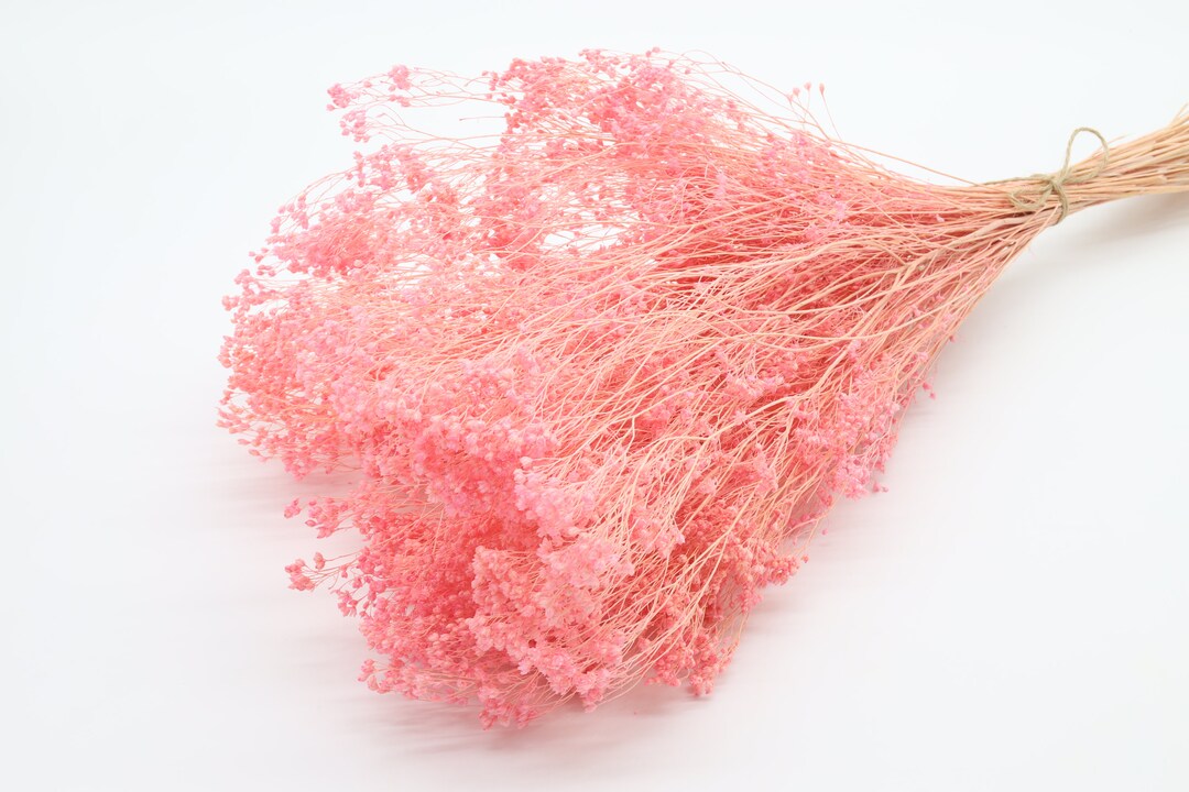 Light Pink Bloom Broom 75 Grams Dried Bloom Broom Flower Summer Wedding