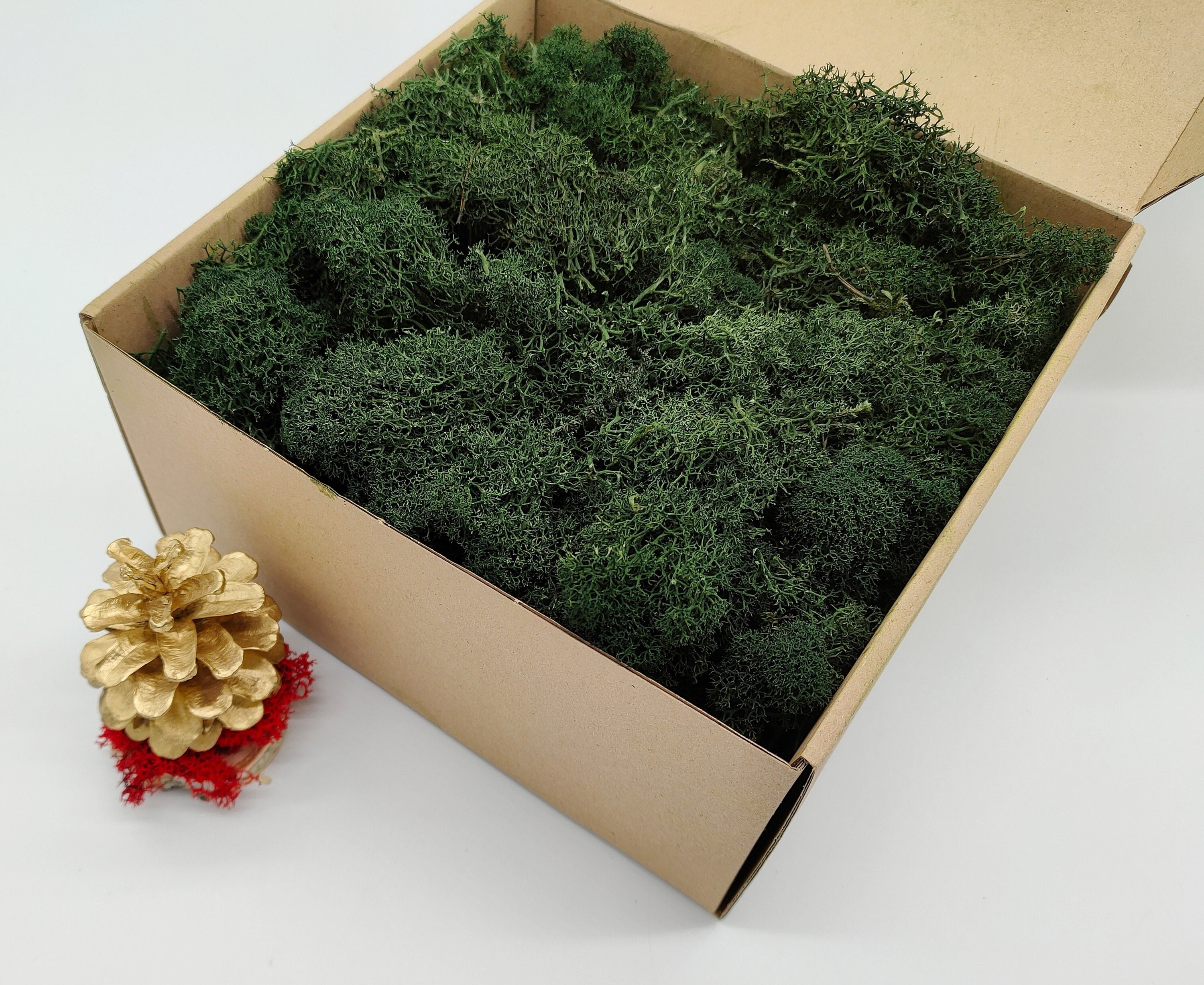Reindeer Moss 5 Colors. Real Preserved Natural Moss for Crafts, Moss for  Decoration or Model Making -  Finland