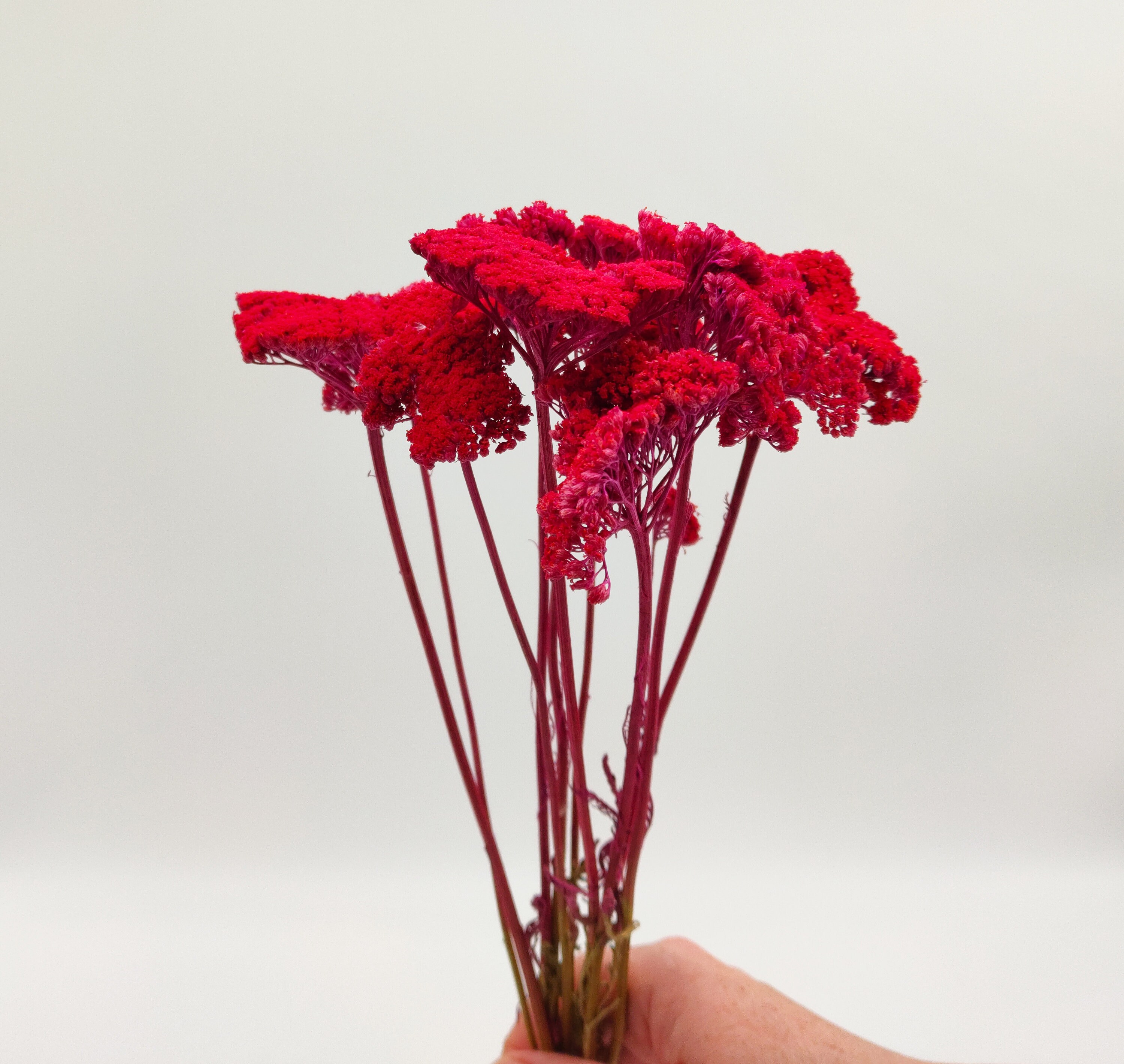 Redpink Dried Achillea Bunch Dried Wild Flowers Pink Etsy