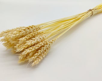 30 pcs Dried Ecru Wheat | Dried Bleached Wheat Bunch | Dried Grass Bouquet | Rustic Wedding Decor | Preserved Flowers | Dried Arrangements